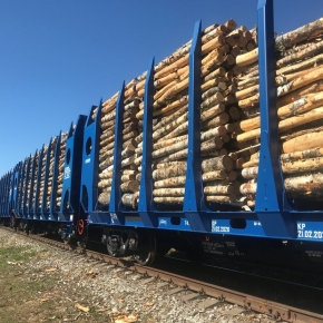 Russia exports almost no unprocessed timber